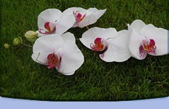 individuelle-beratung-feng-shui